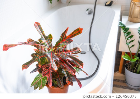 Croton Codium houseplant it stands in bathroom for washing. Care of potted plants, watering, dusting, humidification 126456373