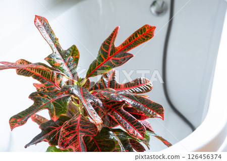 Croton Codium houseplant it stands in bathroom for washing. Care of potted plants, watering, dusting, humidification Croton Codium houseplant it stands in bathroom for washing. Care of potted plants, watering, dusting, humidification 126456374