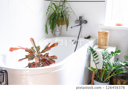 Croton Codium houseplant it stands in bathroom for washing. Care of potted plants, watering, dusting, humidification Croton Codium houseplant it stands in bathroom for washing. Care of potted plants, watering, dusting, humidification 126456376