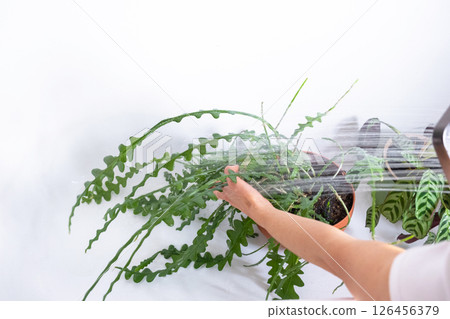 A woman in an apron washes the Epiphyllum angulier houseplant from the shower in the bathroom. Care of potted plants, watering, dusting, humidification A woman in an apron washes the Epiphyllum angulier houseplant from the shower in the bathroom. Care of potted plants, watering, dusting, humidification 126456379