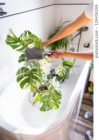 A woman in an apron washes the Monstera Alba variegata houseplant from the shower in the bathroom. Care of potted plants, watering, dusting, humidification A woman in an apron washes the Monstera Alba variegata houseplant from the shower in the bathroom. Care of potted plants, watering, dusting, humidification 126456384