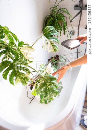 A woman in an apron washes the Monstera Alba variegata houseplant from the shower in the bathroom. Care of potted plants, watering, dusting, humidification 126456385