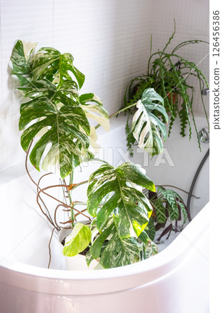 Monstera Alba variegata houseplant it stands in bathroom for washing. Care of potted plants, watering, dusting, humidification Monstera Alba variegata houseplant it stands in bathroom for washing. Care of potted plants, watering, dusting, humidification 126456386