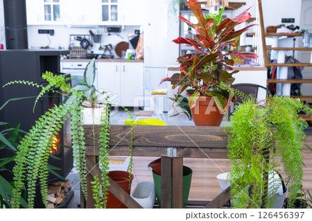 Croton Codium on the table for transplanting and caring for domestic plants in the interior of a green house with potted plants Croton Codium on the table for transplanting and caring for domestic plants in the interior of a green house with potted plants 126456397