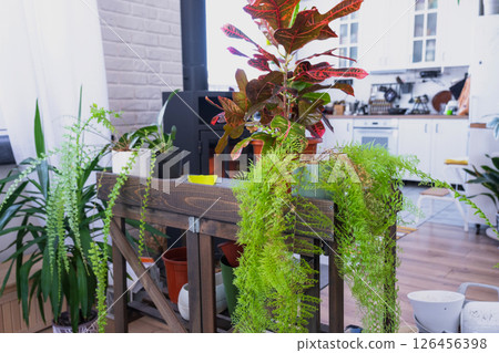 Croton Codium on the table for transplanting and caring for domestic plants in the interior of a green house with potted plants 126456398