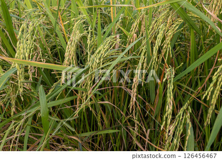Ripening Rice Ready for Harvest in Lush Field. 126456467