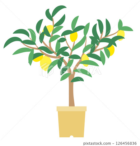 A potted lemon tree 126456836