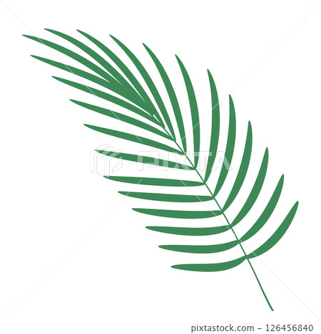 Areca palm leaf 126456840
