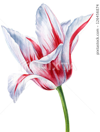 Tulip Watercolor closeup. Blooming colorful tulip. Pink flower with soft petals isolated on white botanical postcard art Tulip Watercolor closeup. Blooming colorful tulip. Pink flower with soft petals isolated on white botanical postcard art 126456874