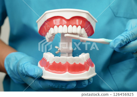 Asian dentist cleaning teeth of dental model with tooth brush for patient and studying about dentistry. Asian dentist cleaning teeth of dental model with tooth brush for patient and studying about dentistry. 126456925