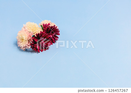 Aster flowers on a light blue background Aster flowers on a light blue background 126457267