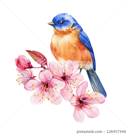 Cute bluebird perched on blooming cherry branch. Watercolor nature illustration. Hand-painted summer poster, postcard Cute bluebird perched on blooming cherry branch. Watercolor nature illustration. Hand-painted summer poster, postcard 126457340