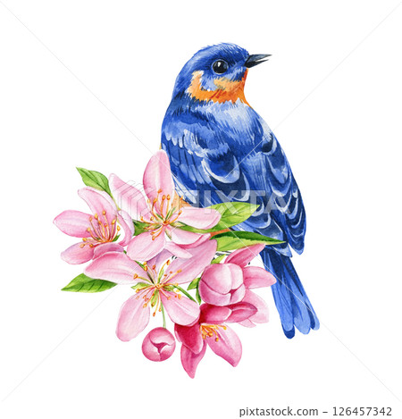 Spring Birds and Blossoms. Bluebird with pink apple flowers. Watercolor floral illustration Hand-painted nature poster 126457342