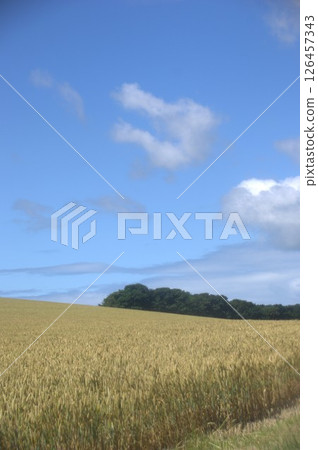 Wheat field 126457343