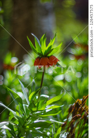 The Imperial grouse in the garden The Imperial grouse in the garden 126457575