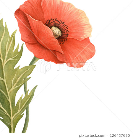 Bright poppy flower with green leaf elegant frame. Floral botanical template. Perfect for Remembrance, Memorial, ANZAC, Victory, Veterans Day decoration, home textile and kitchenware, seasonal design. 126457650