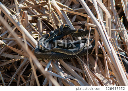 The grass snake family (Natrix natrix) in sunlight The grass snake family (Natrix natrix) in sunlight 126457652