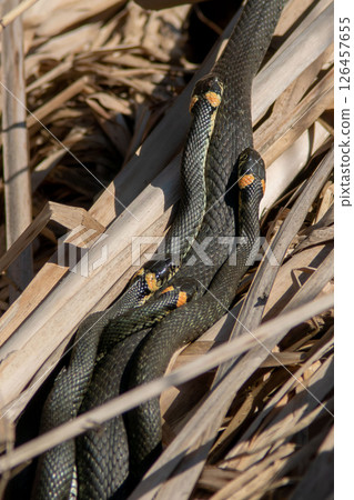 The grass snake family (Natrix natrix) in sunlight 126457655