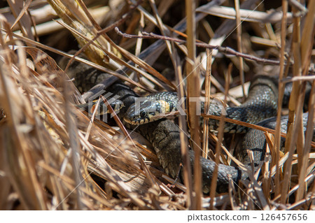 The grass snake family (Natrix natrix) in sunlight The grass snake family (Natrix natrix) in sunlight 126457656