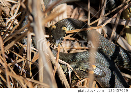 The grass snake family (Natrix natrix) in sunlight The grass snake family (Natrix natrix) in sunlight 126457659