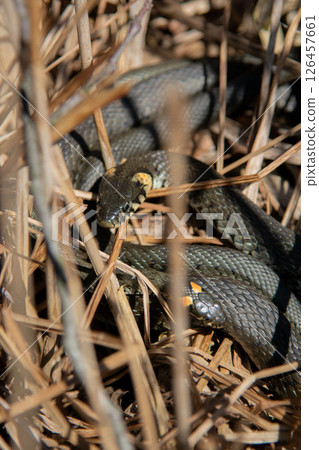 The grass snake family (Natrix natrix) in sunlight The grass snake family (Natrix natrix) in sunlight 126457661