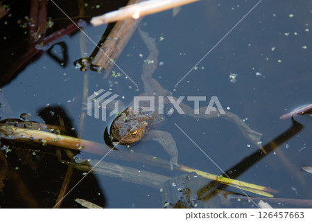 Common toad at breeding season during spring, head over water Common toad at breeding season during spring, head over water 126457663