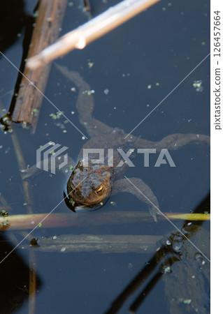 Common toad at breeding season during spring, head over water 126457664