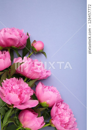 Pink peony flowers on purple background. Space for text. Vertical photo 126457772