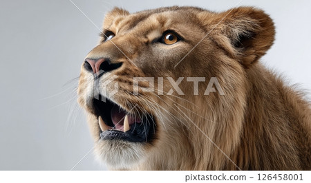 Majestic Lion Roaring in Profile With a Dramatic Light Setting 126458001