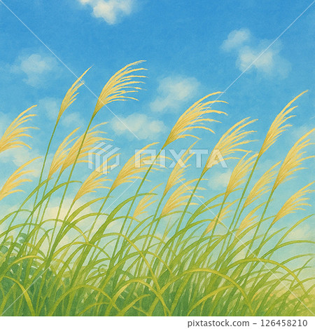 晴朗的藍天下，紫芒隨風搖曳 126458210