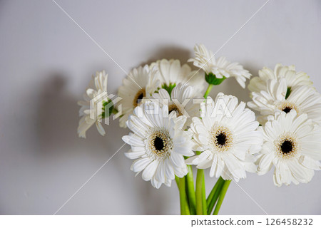 Elegant white gerbera daisies in soft light highlight delicate beauty and simplicity against a subdued neutral background creating a serene atmosphere 126458232