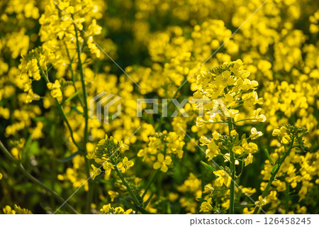 Vibrant yellow canola field in full bloom under the bright sunlight showcasing the beauty and richness of nature's springtime splendor 126458245