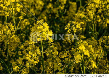 Bright blossoms of rapeseed flowers illuminate the verdant field under the sun's golden rays creating a vibrant scene of nature's splendor Bright blossoms of rapeseed flowers illuminate the verdant field under the sun's golden rays creating a vibrant scene of nature's splendor 126458246