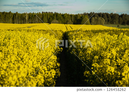 Vast golden field of blooming yellow flowers with lush green forests and blue sky in the background on a sunny day perfect for outdoor explorers Vast golden field of blooming yellow flowers with lush green forests and blue sky in the background on a sunny day perfect for outdoor explorers 126458262