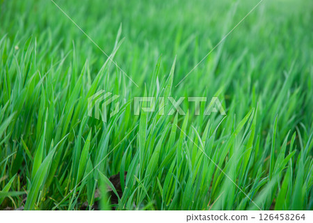 Vibrant green grass blades in a sunlit field capture the essence of nature's beauty and the freshness of a spring morning Vibrant green grass blades in a sunlit field capture the essence of nature's beauty and the freshness of a spring morning 126458264