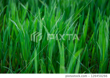 Vibrant green grass blades in a dense field capturing the lush growth and serenity of a natural outdoor scene in daylight Vibrant green grass blades in a dense field capturing the lush growth and serenity of a natural outdoor scene in daylight 126458266
