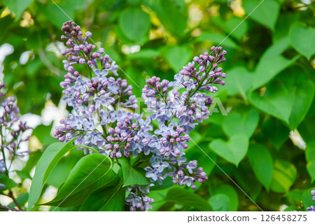 Vibrant lilac blooms, lush green leaves and fresh purple blossoms creating a serene and tranquil garden atmosphere 126458275