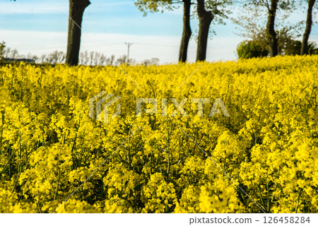 Vibrant yellow canola field blooming under a clear blue sky with tall trees lining the horizon in a picturesque spring landscape 126458284