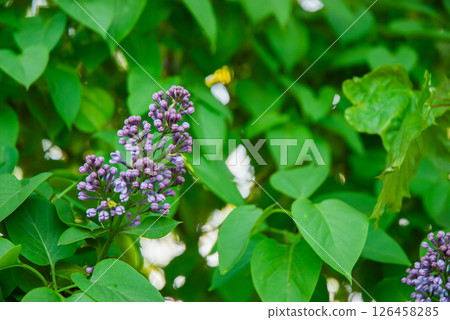 Vibrant lilac blossoms amidst lush green foliage creating a captivating natural display of spring blooms and fresh verdant background 126458285