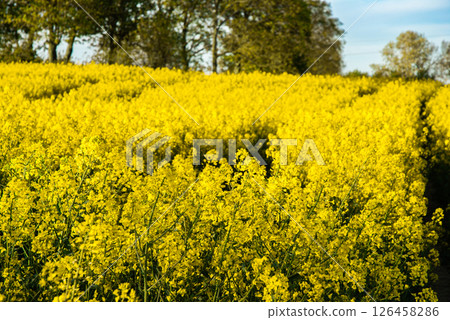 Vast field of bright yellow canola flowers in full bloom under a clear blue sky surrounded by lush green trees on a sunny day in spring 126458286