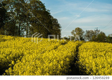 Golden yellow canola field with blue sky and trees in tranquil countryside landscape capturing the essence of rural natural serenity Golden yellow canola field with blue sky and trees in tranquil countryside landscape capturing the essence of rural natural serenity 126458289