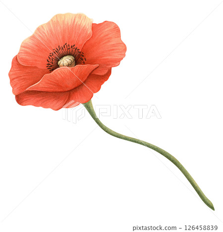 Red poppy flower with green stem. Floral element, hand-drawn watercolor illustration. Symbol of Memorial, Remembrance, ANZAC, Veterans and Victory Day. Perfect for event banner, border, frame, bouquet Red poppy flower with green stem. Floral element, hand-drawn watercolor illustration. Symbol of Memorial, Remembrance, ANZAC, Veterans and Victory Day. Perfect for event banner, border, frame, bouquet 126458839