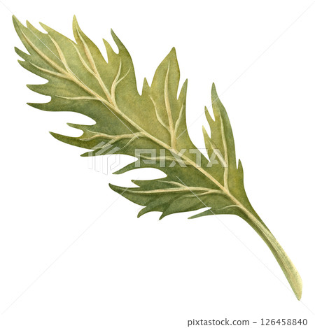 Green leaf of poppy flower isolated botanical illustration. Hand-drawn watercolor element. Perfect for spring or summer bouquet, home textile or fabric, floral borders and frames, flowers poppies set Green leaf of poppy flower isolated botanical illustration. Hand-drawn watercolor element. Perfect for spring or summer bouquet, home textile or fabric, floral borders and frames, flowers poppies set 126458840