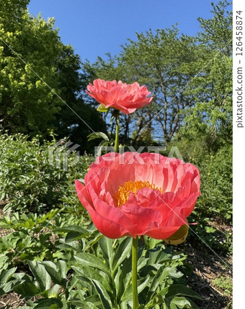 Pink peony flower Pink peony flower 126458874