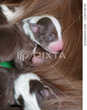 Mother dog is nursing her puppies 126459036