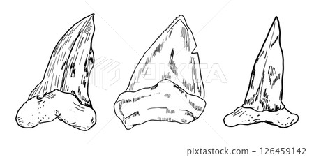 Shark tooth sketch tattoo, megalodon line doodle sharp silhouette. Jaw teeth fossil, textured retro symbol.  126459142
