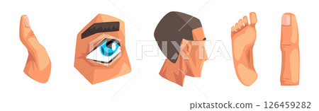 Human Body Part Separated with Skin Vector Set 126459282