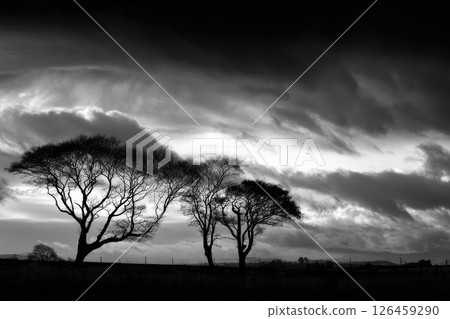 Nature's Monochrome With Trees Under a Stormy Night Sky. 126459290