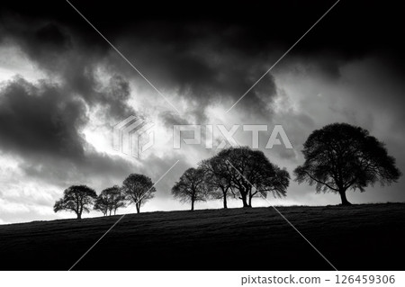 Nature's Monochrome Drama With Silhouetted Trees Under a Stormy Night Sky. 126459306