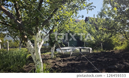 Small plastic-covered greenhouse standing among fruit trees with whitewashed trunks in a rural garden. Concept of self-reliant gardening and seasonal cultivation 126459333